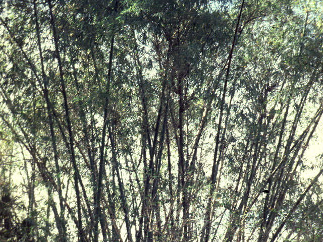 bambusa bambos