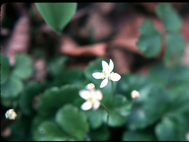 Coptis Groenlandica