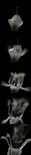 filmstrip