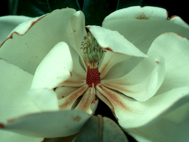 Magnolia grandiflora