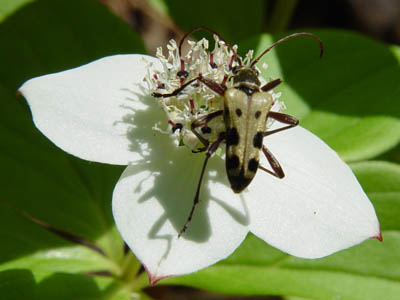 Long-horn beetle on an inflorescence.