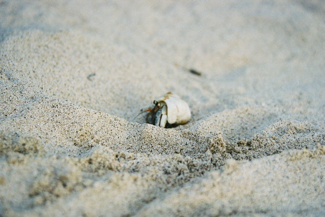 Mr. Hermit Crab on the beach