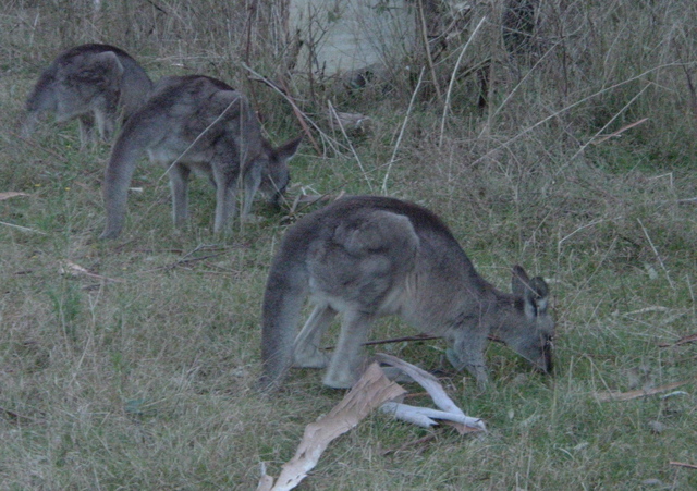 DSCF0687.JPG
