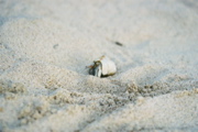 Mr. Hermit Crab on the beach