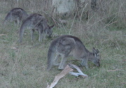 DSCF0687.JPG